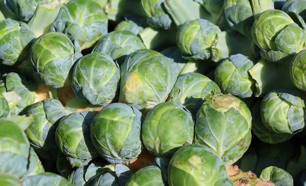 ブリュッセルの芽は 食用芽のために栽培されたキャベツのジェミフェラグループ Brassica Oleracea のメンバーです — ストック写真