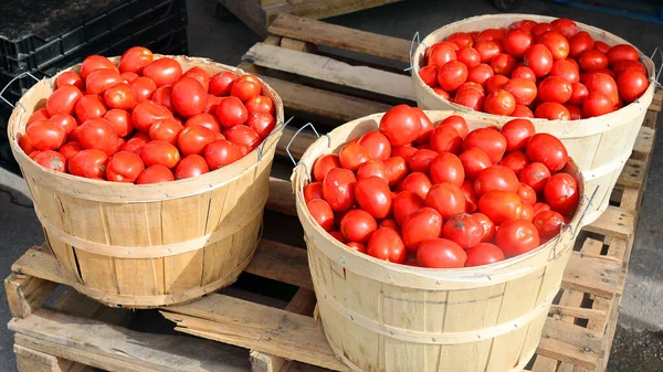 토마토 토마토는 가늘고 성질때문에 토마토 반죽을 통조림하고 만들기 사용되는 토마토이다 — 스톡 사진