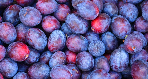 Erik, Prunus subg 'daki bazı türlerin meyveleridir. Prunus. Olgun erik meyvelerinin tozlu beyaz balmumu kaplamaları onlara göz kamaştırıcı bir görüntü verebilir.