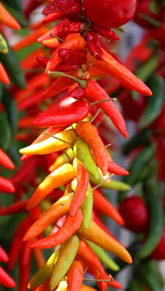 Pimientos Secos Pimientos Choriceros Chiles Guindilla Secos Pimientos Verdes Vascos — Foto de Stock