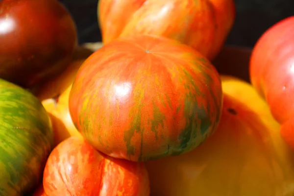 솔방울 토마토는 크기가 정도이며 황금색 줄무늬가 피부를 가지고 — 스톡 사진