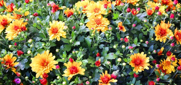 Beautiful Flowers Green Garden — Stock Photo, Image