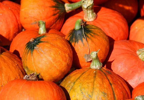 Montreal, Quebec, Kanada 'da büyük dekoratif balkabağı ve kabak çeşitleri var. 