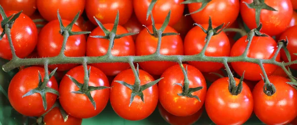 Świeże Pomidory Zielonych Gałęziach — Zdjęcie stockowe