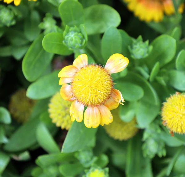 緑の庭の美しい黄色の花 — ストック写真