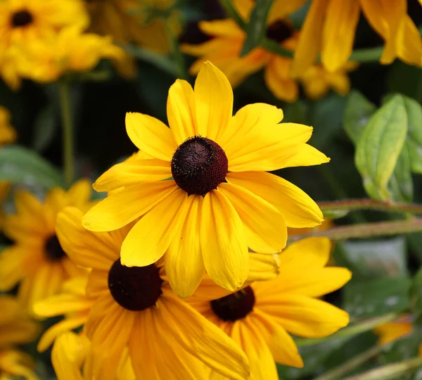 美しい黄色の花の庭 — ストック写真