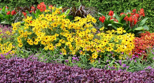 Bellissimi Fiori Colorati Giardino — Foto Stock