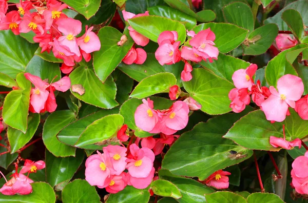 Begonia Flower Genus Perennial Flowering Plants Family Begoniaceae Genus Contains — Stock Photo, Image