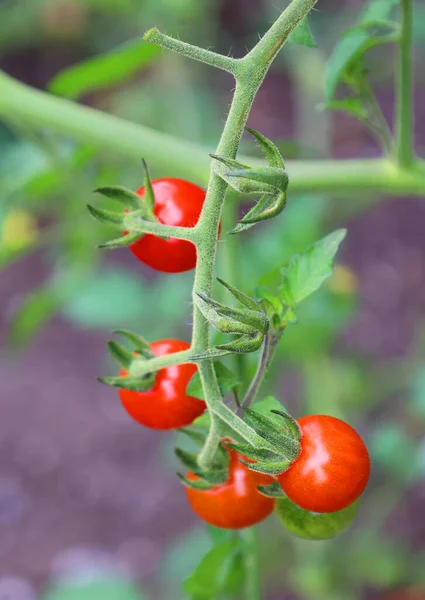 Tomates Fraîches Sur Les Branches Dans Jardin — Photo