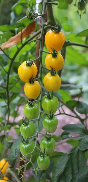 Sarı elma şeklinde domates, şimdi tam zamanı. Bu AAS Galibi inanılmaz bir bahçe performansı sunuyor. Lezzetli, tatlı, narin bir tadı ve etli bir dokusu olan eşsiz bir elma şeklindeki meyve..