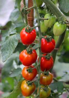 Bahçedeki dallarda taze domatesler 