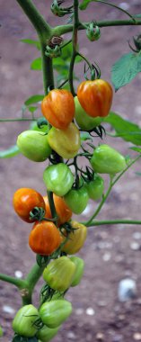 Bahçedeki dallarda taze domatesler 