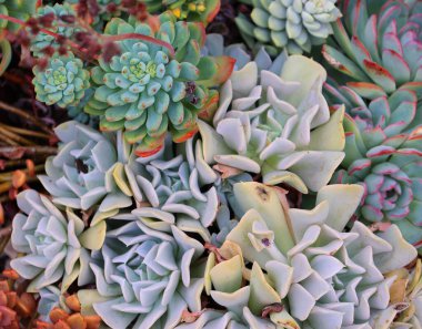 Çöl botanik bahçesinde sulu kaktüsler.