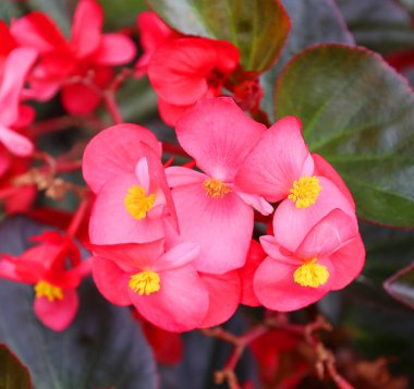 Begonya çiçekleri, Begoniaceae familyasından bir bitki cinsidir. Cins 2.000 'den fazla farklı bitki türü içerir..