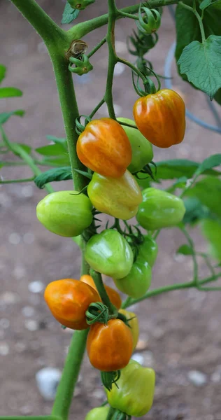 Tomates Fraîches Sur Les Branches Dans Jardin — Photo