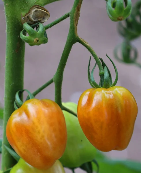 Tomates Fraîches Sur Les Branches Dans Jardin — Photo