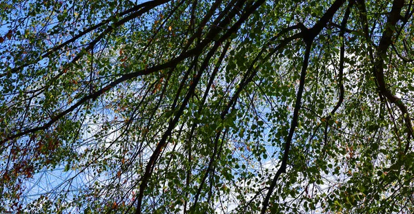 Montreal Canadá 2021 Biosfera Museo Montreal Dedicado Medio Ambiente Situado — Foto de Stock