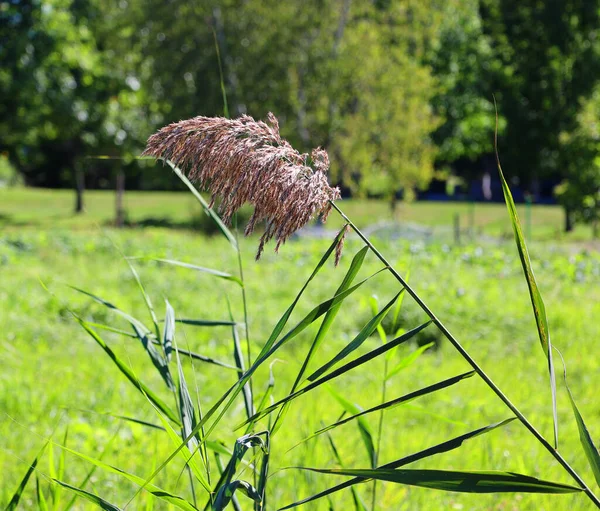 Poaceae Vagy Gramineae Egy Nagy Közel Mindenütt Előforduló Család Egyszikű — Stock Fotó