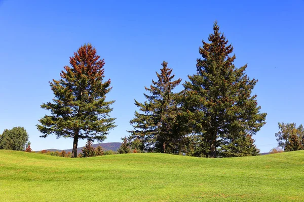 Bellissimo Parco Verde Nella Giornata Sole — Foto Stock