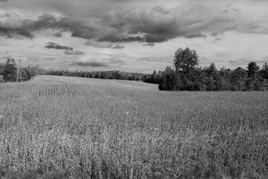 Doğu kasabalarında sonbahar manzarası, Bromont, Quebec, Kanada