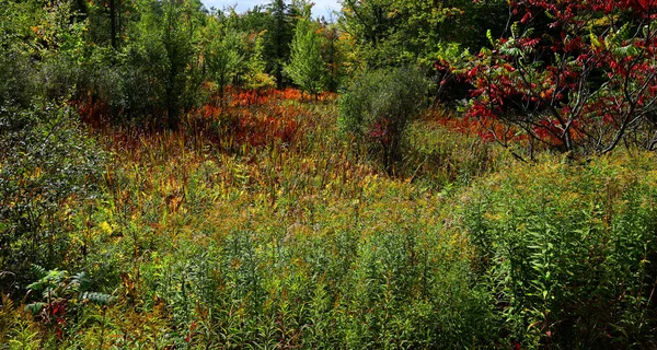 Podzimní Krajina Východních Obcí Bromont Provincie Quebec Kanada — Stock fotografie