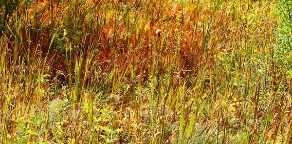 Fall Landscape Eastern Townships Bromont Quebec Province Canada — Stock Photo, Image