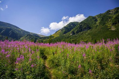 Arkasında bir dağ olan güzel bir manzara.