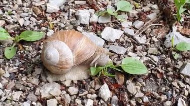 Kabuklu büyük bir salyangoz yerde sürünüyor. Helix pomatia da Roma salyangozu, Burgundy salyangozu, yenilebilir salyangoz veya salyangoz.