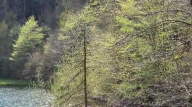 Avusturya 'da yaz manzarası, gölet ve yeşil ağaçlar