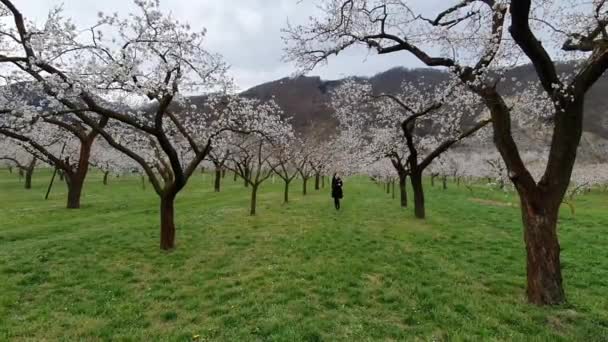 Güzel Kız Kayısı Dalları Bahar Çiçekleri Zamanında — Stok video