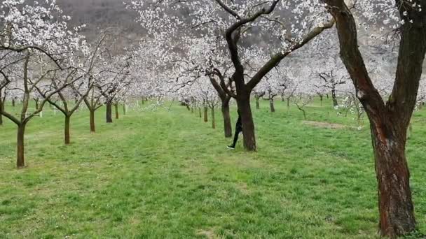 Vacker Flicka Och Grenar Aprikosträd Perioden Våren Blomning — Stockvideo