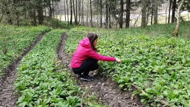 Жінка Шукає Рослини Лісі Дама Ходить Лісі Збирає Квіти — стокове відео