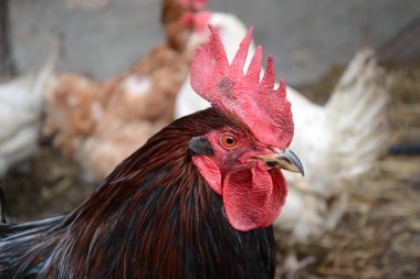 Eski bir çiftlikteki bir horoz portresi