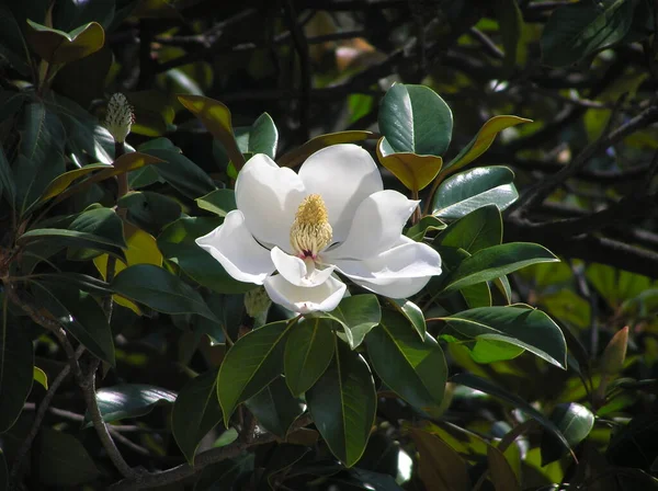 Witte Perfectie Van Bloeiende Magnolia — Stockfoto