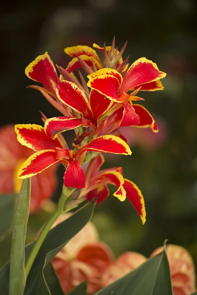 Flores rojas y amarillas en el jardín de Vietnam — Foto de Stock