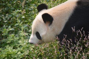 Dışarıda vahşi panda