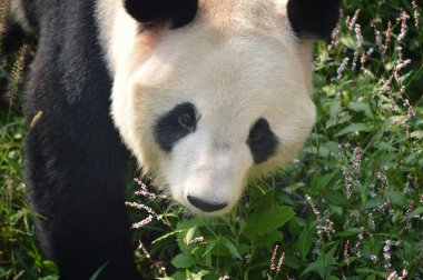 Dışarıda vahşi panda