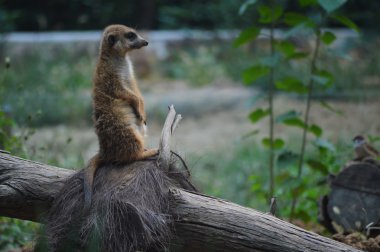 Çöl faresi veya vahşi doğa, Surikate