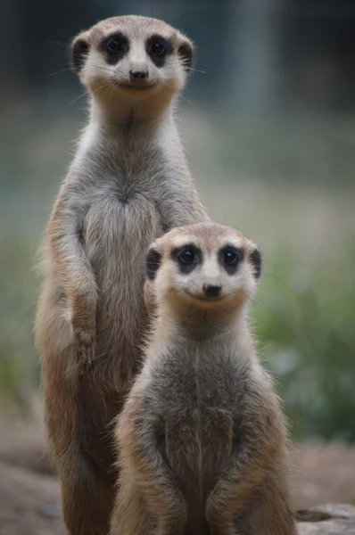 Grupp av meerkat på den vilda naturen — Stockfoto