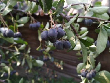 Olgun, lezzetli, güzel kokulu, sulu, mavi dağ külleri ahşap bir barakanın arkasında.