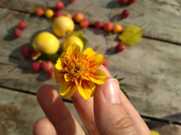 Manzanas Sobre Mesa Una Flor Caléndula Amarilla Mano Sobre Una —  Fotos de Stock
