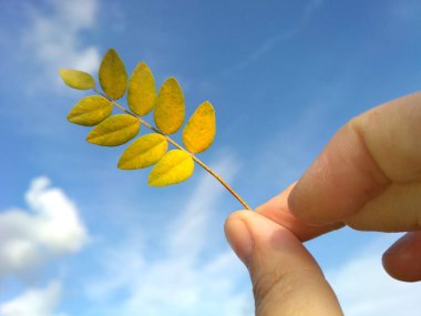 Güneşli bir Eylül gününde elinde parlak sarı bir akasya yaprağı