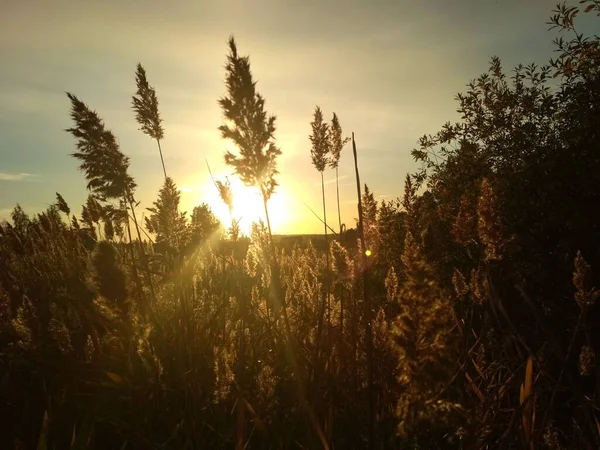 Puesta Del Sol Septiembre Brilla Través Las Hermosas Plantas Esponjosas — Foto de Stock