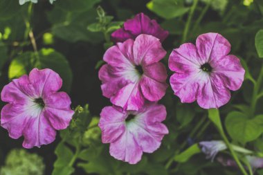 Pembe yapraklar, en güzel bahçe çiçekleri, pembe çiçekler, menekşe çiçekleri, bahçe işleri, yaz, taç yaprakları, kapat çiçekleri.