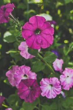 Pembe yapraklar, en güzel bahçe çiçekleri, pembe çiçekler, menekşe çiçekleri, bahçe işleri, yaz, taç yaprakları, kapat çiçekleri.