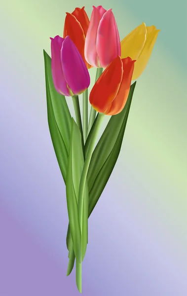 Ramo de tulipán colorido — Vector de stock