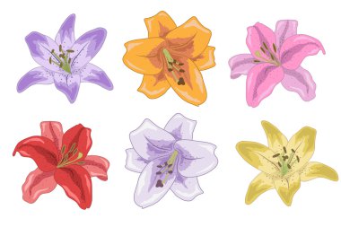 Tasarımınız için parlak lilyum kümesi