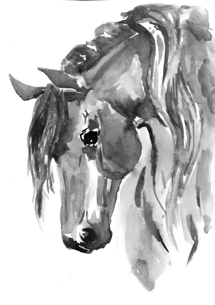 Cabeza de caballo. Ilustración de acuarela blanco y negro — Foto de Stock