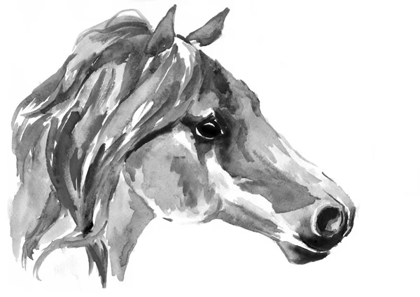 Horse head. Black-white watercolor illustration — Stock Photo, Image