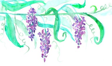 Çiçek açan wisteria şube yaprakları ile. Suluboya